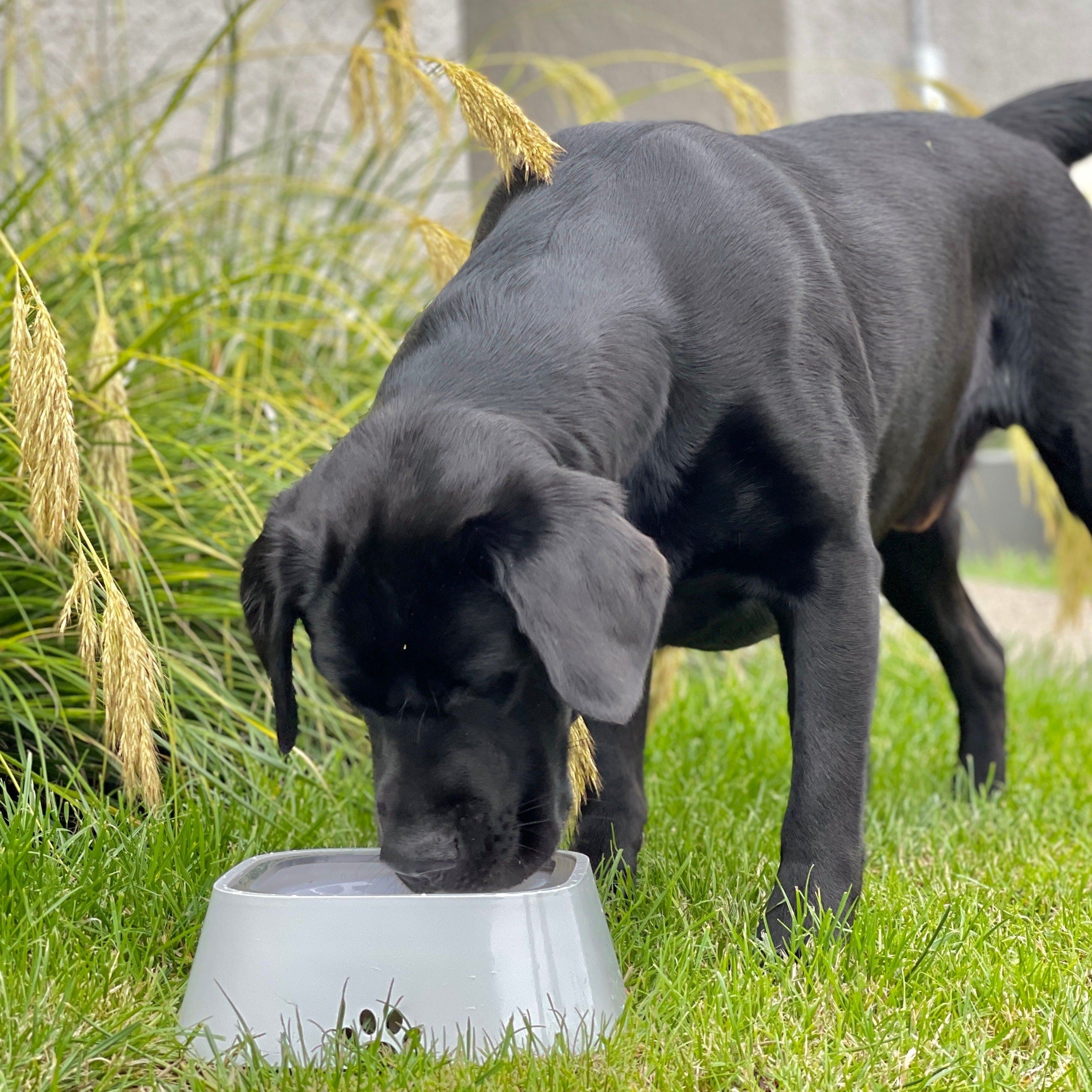 Dog Bowl SlurpMaatje™ - De perfecte oplossing voor rommelige en waterverslindende honden! Mykozo