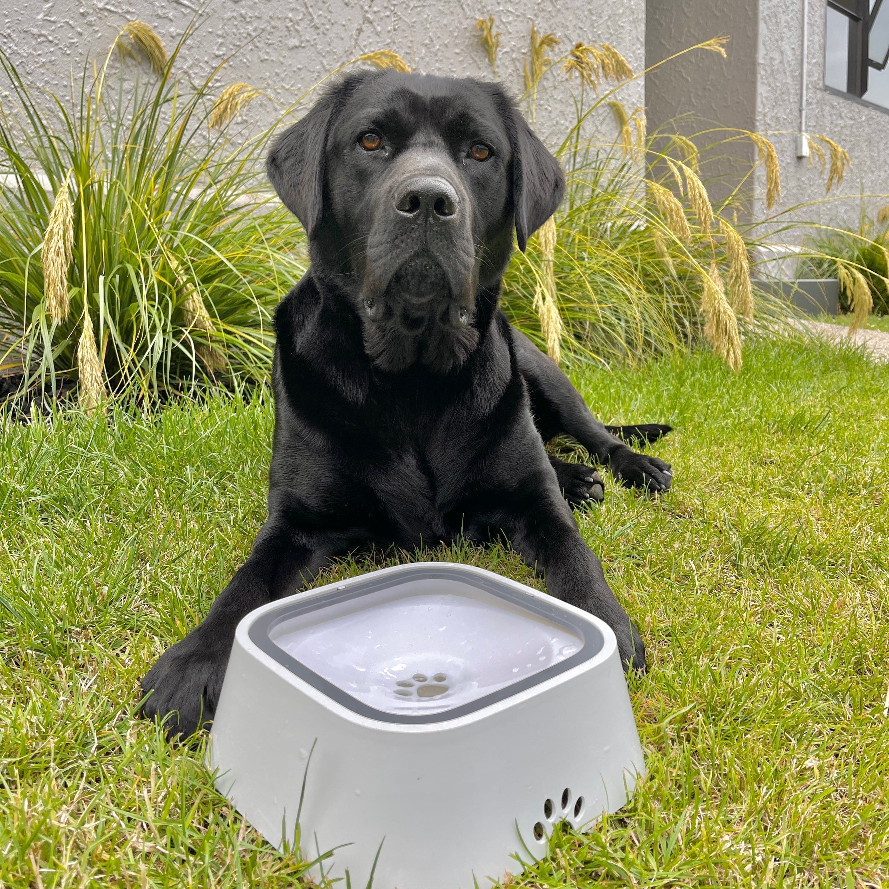 Dog Bowl Wit SlurpMaatje™ - De perfecte oplossing voor rommelige en waterverslindende honden! Mykozo